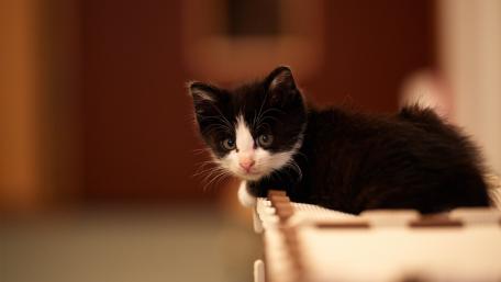 Cute Black and White Kitten Relaxing on a Surface wallpaper