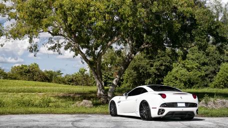 Stunning White Sports Car Under a Tree wallpaper