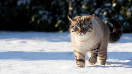 Snowy Adventure of a Playful Cat wallpaper