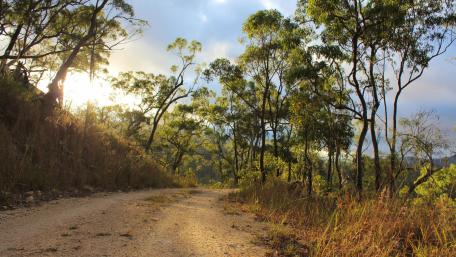 Serene Forest Pathway Amidst Nature's Glow wallpaper