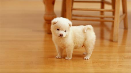 Adorable Fluffy Puppy in Warm Indoor Setting wallpaper