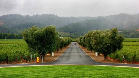 Scenic Vineyard Pathway Under Misty Skies wallpaper