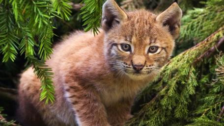 Lynx Cub Curiously Exploring Its Forest Habitat wallpaper