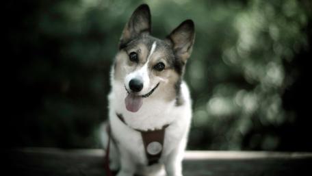 Playful Corgi in Nature Scene wallpaper