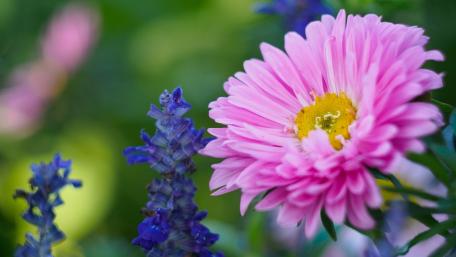 Delicate Pink Daisy Blossoms Among Vibrant Blue Flowers wallpaper