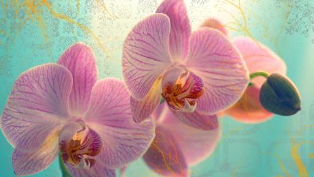 Delicate Pink Orchids Blooming Gracefully wallpaper