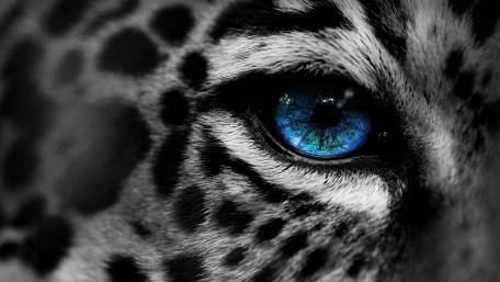 Leopard's Mesmerizing Eye in Monochrome wallpaper
