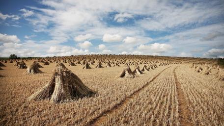 Golden Fields Under a Vast Sky wallpaper