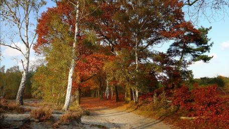 Autumn Serenity in a Forest Pathway wallpaper