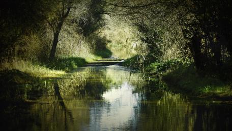Tranquil Waters Flowing Through Nature's Embrace wallpaper