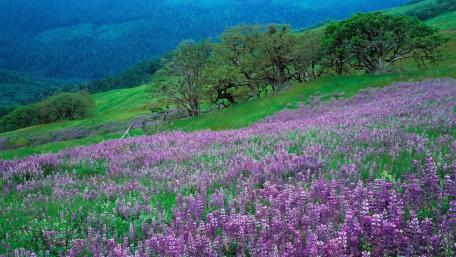 Vibrant Lavender Fields Under a Serene Sky wallpaper