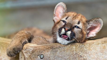 Playful Young Cougar Relaxing in a Safe Space wallpaper