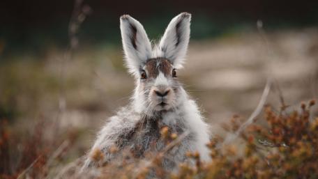 Ethereal Rabbit in Nature's Embrace wallpaper
