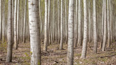 Tranquil Forest Pathway Wallpaper wallpaper