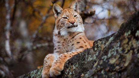 Majestic Lynx in Nature's Embrace wallpaper