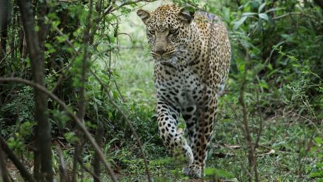 Majestic Leopard in Lush Greenery wallpaper