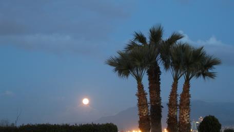 Moonrise Over Palm Trees at Dusk wallpaper