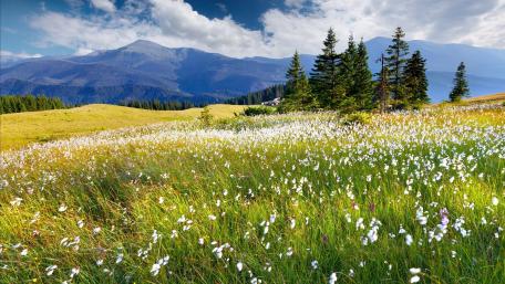 Vibrant Mountain Meadow in Full Bloom wallpaper