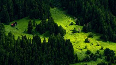 Lush Green Forest Haven wallpaper
