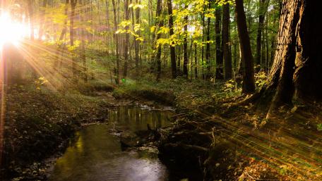 Tranquil Forest Stream at Sunrise wallpaper