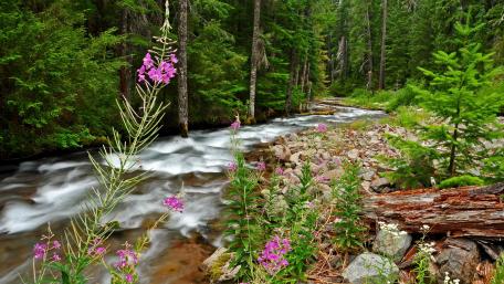 Serene Forest Stream with Wildflowers in Bloom wallpaper