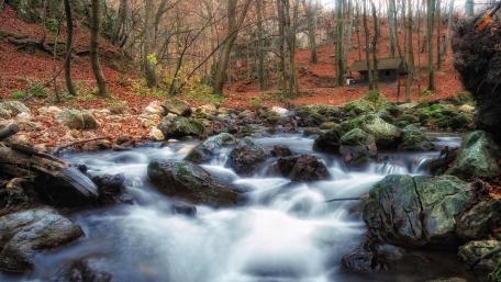 Tranquil Stream Flowing Through Autumn Forest Scene wallpaper