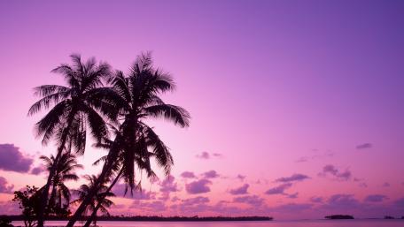 Serene Purple Skies with Palm Silhouettes wallpaper