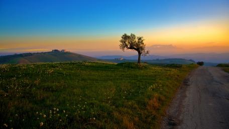Solitary Tree at Sunset Glow wallpaper
