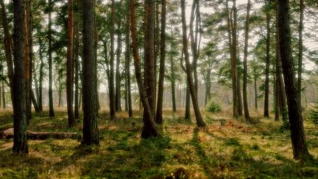 Whispers of Serenity in the Forest wallpaper