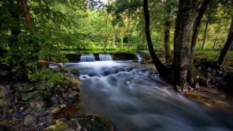 Tranquil Flowing Stream in Lush Forest Scene wallpaper