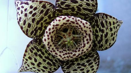 Exotic Flower in Striking Patterns and Colors wallpaper