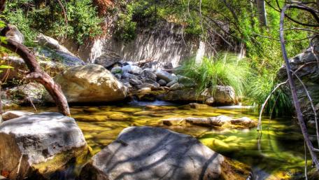 Tranquil Stream Surrounded by Lush Greenery wallpaper