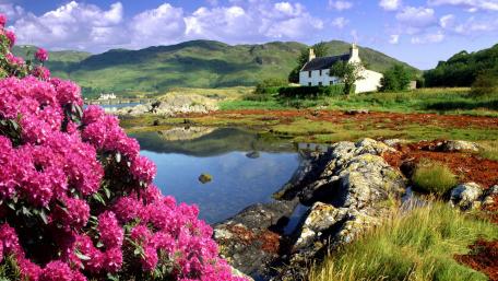Serene Coastal Landscape with Colorful Blooms wallpaper