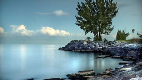 Tranquil Ocean View with Serene Tree Nestled by Shoreline wallpaper