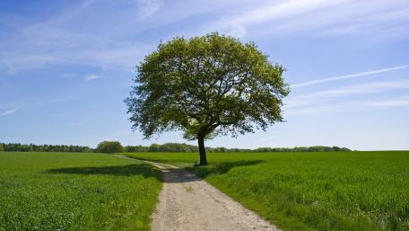 Lone Tree in Vibrant Green Field wallpaper