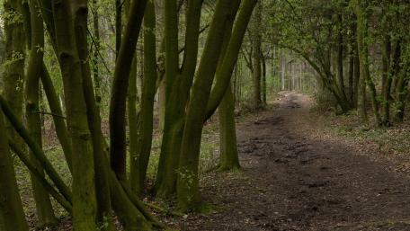 Serene Forest Pathway Embraced by Nature's Grandeur wallpaper