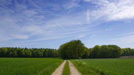 Tranquil Country Path under a Clear Sky wallpaper
