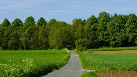 Lush Green Fields and Serene Pathway Ahead wallpaper