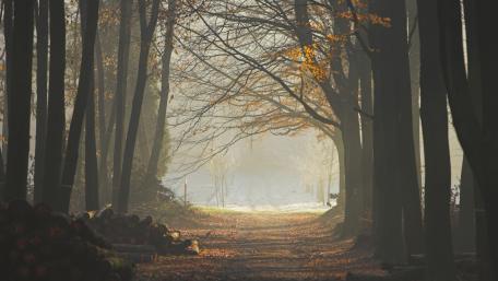 Serene Autumn Forest Pathway with Foggy Atmosphere wallpaper