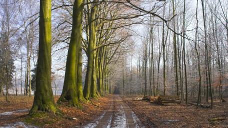 Tranquil Forest Pathway Amidst Winter Trees wallpaper