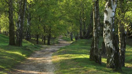 Serene Forest Pathway Surrounded by Lush Greenery wallpaper