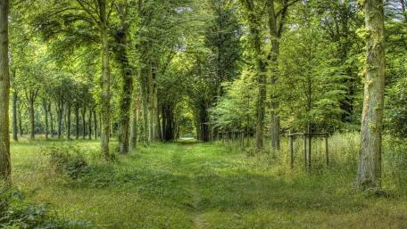 Lush Green Forest Pathway Awaits You wallpaper