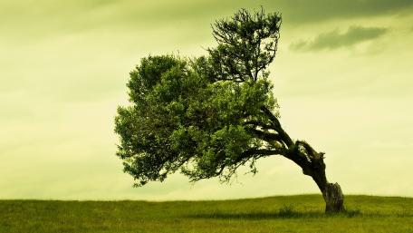 Solitary Tree Against a Whispering Sky wallpaper