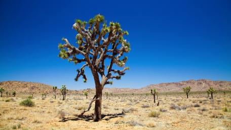 Majestic Joshua Tree Against a Clear Sky wallpaper