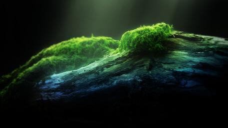 Lush Green Moss on Weathered Log wallpaper