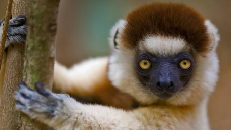 Unique Gibbon Captured in Nature's Embrace wallpaper