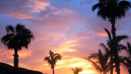 Serene Sunset Over Tropical Palms wallpaper
