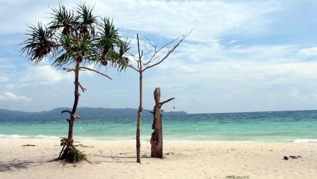Serene Beach with Tropical Trees and Calm Waters wallpaper