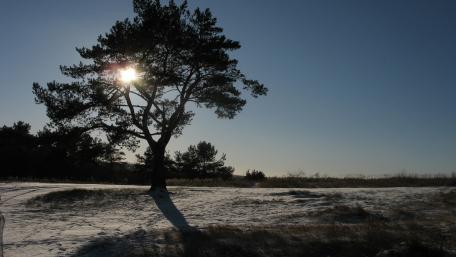 Solitary Tree in a Winter Landscape wallpaper