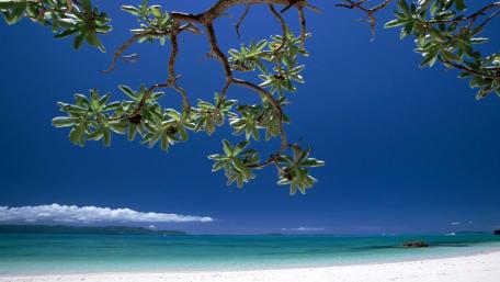 Serene Beach with Vibrant Greenery Against a Blue Sky wallpaper